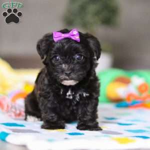 Allie, Yorkie Poo Puppy
